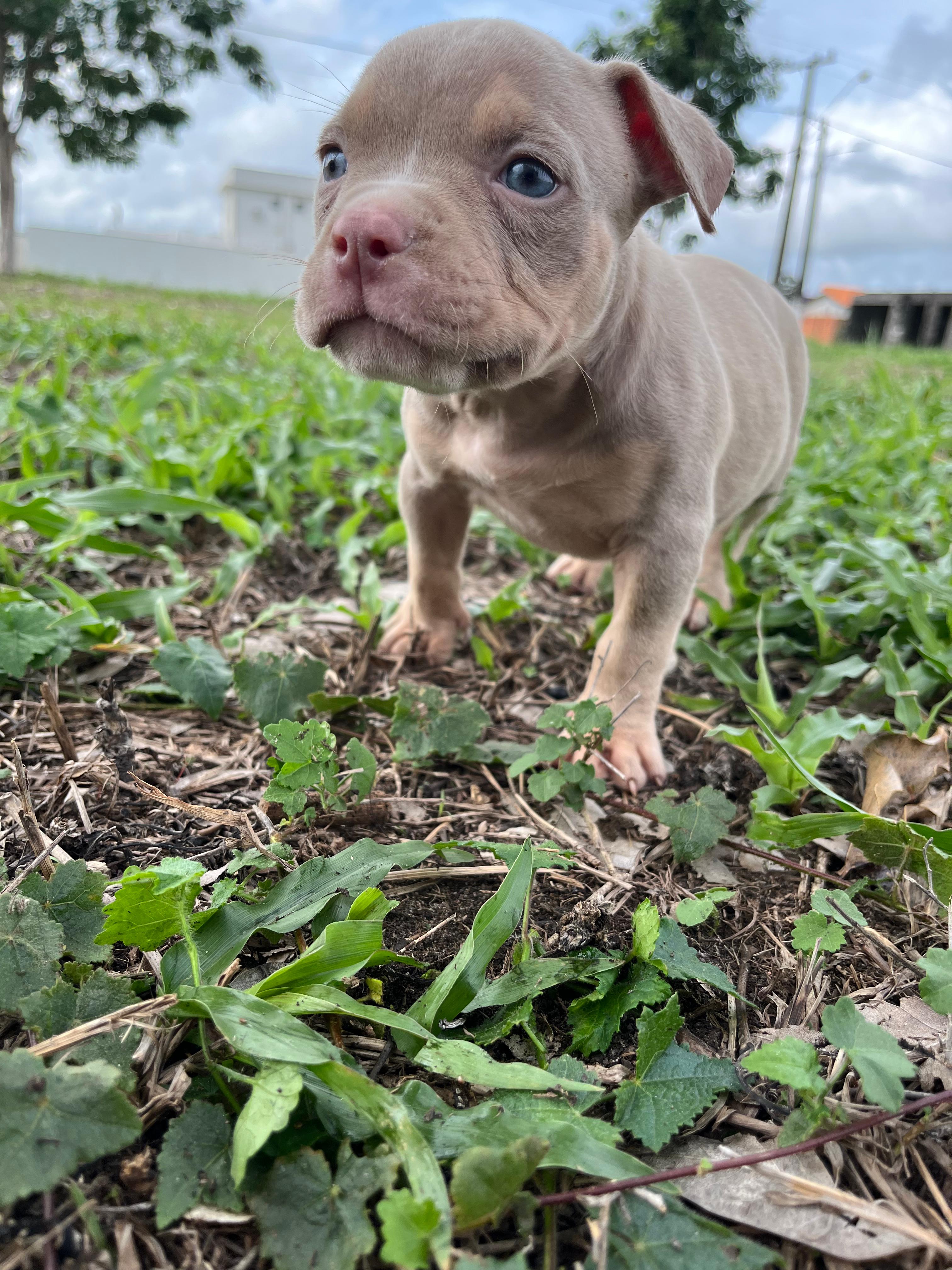 Portal Vendocão Filhotes AMERICAN BULLY Pocket Bragança