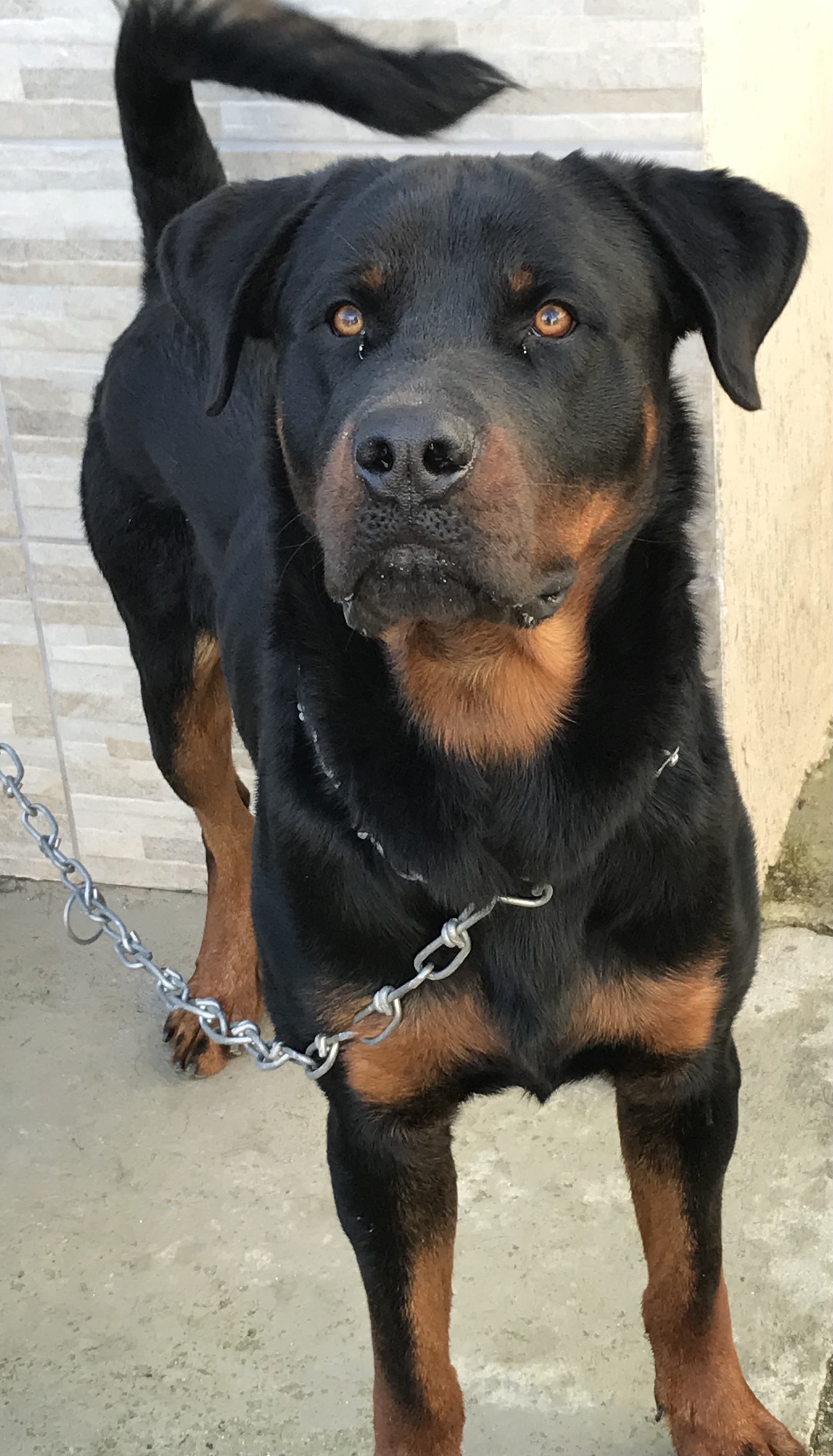 Rottweiler  - Foto 2