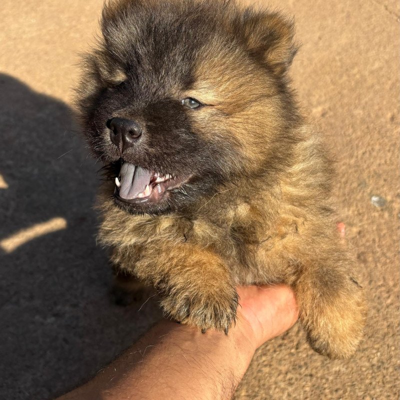 FILHOTES DE CHOW CHOW – MACHO E FÊMEA 🐶