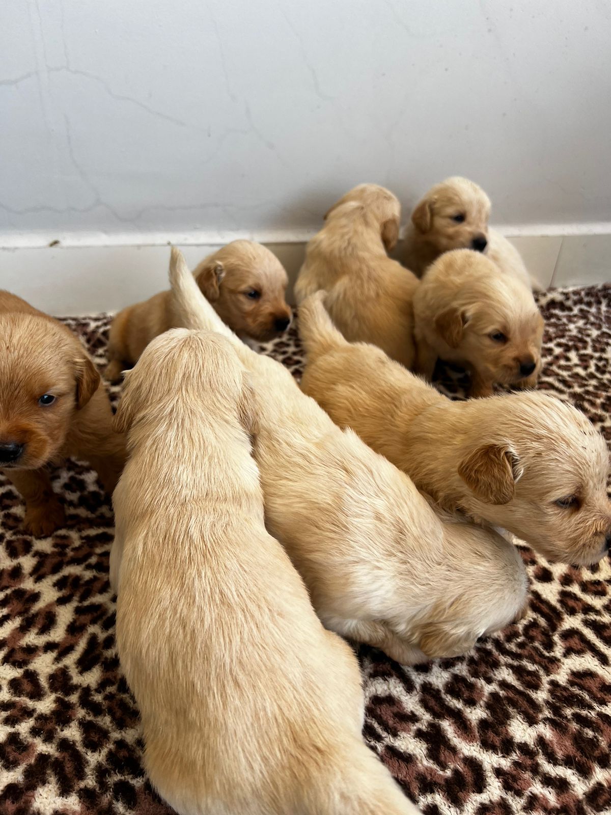 filhotes de Golden Retriever PETROLINA