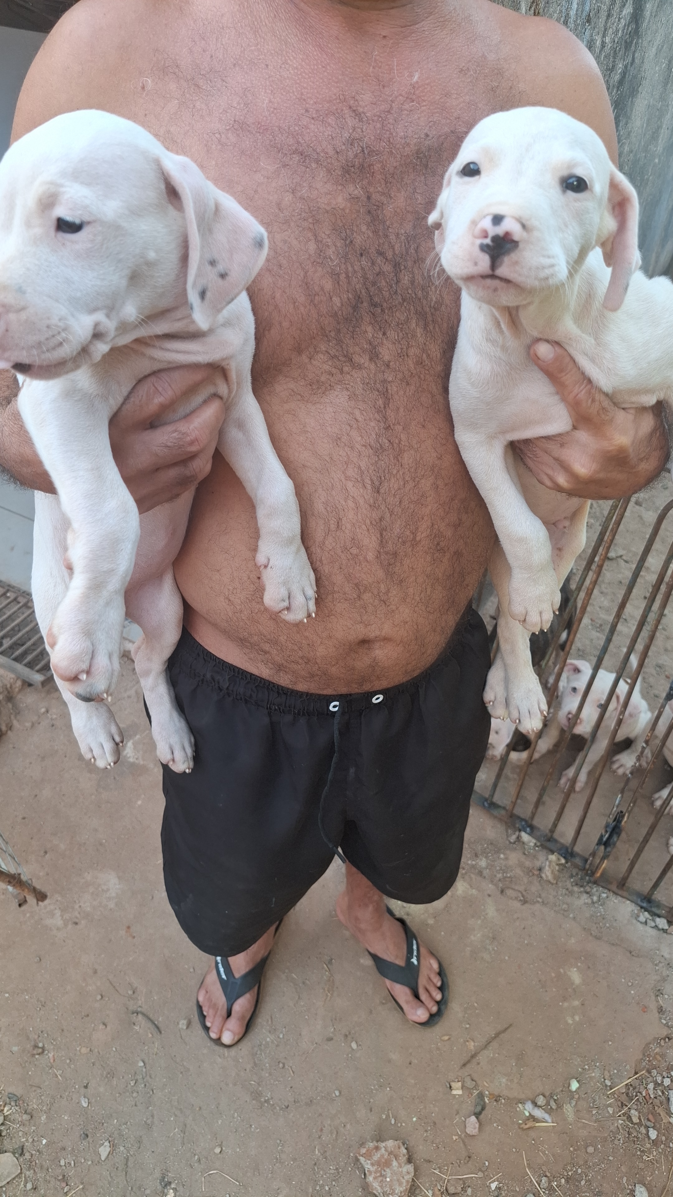 FILHOTES DE PITBULL - Foto 3