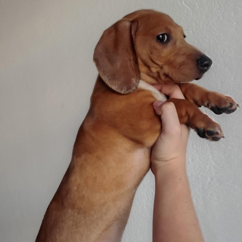 Lindo filhote de Basset dachshund