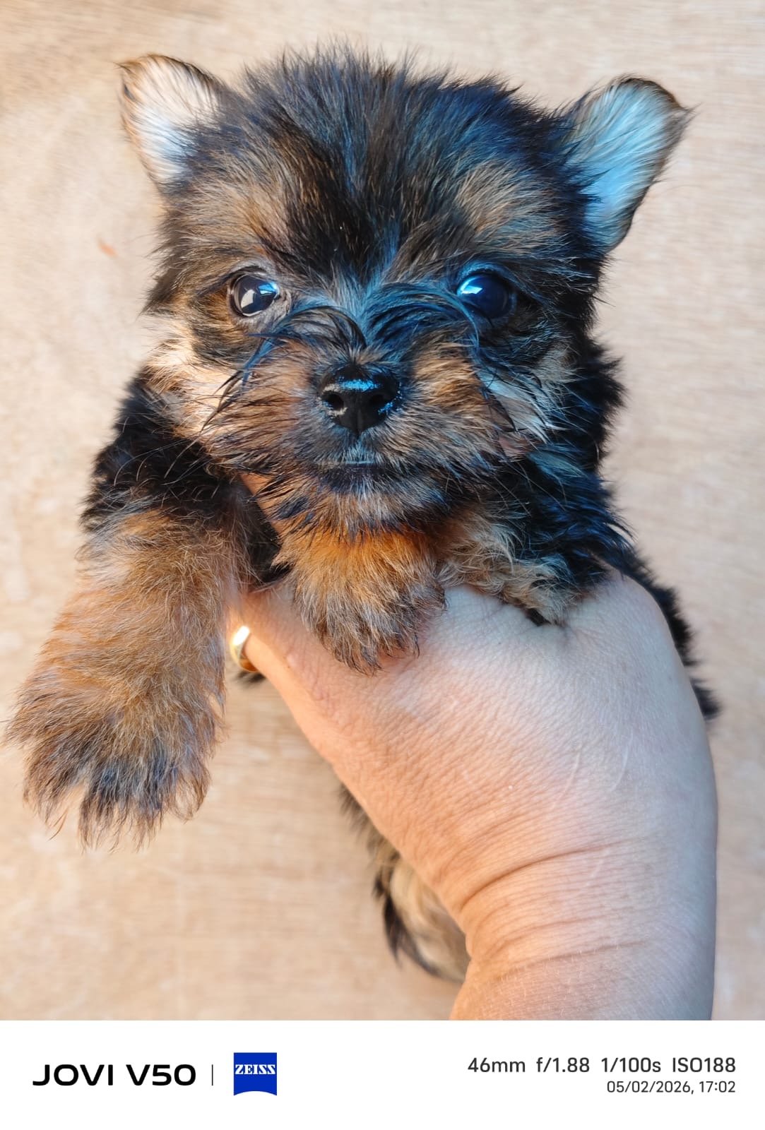 York macho bebe - Foto 1