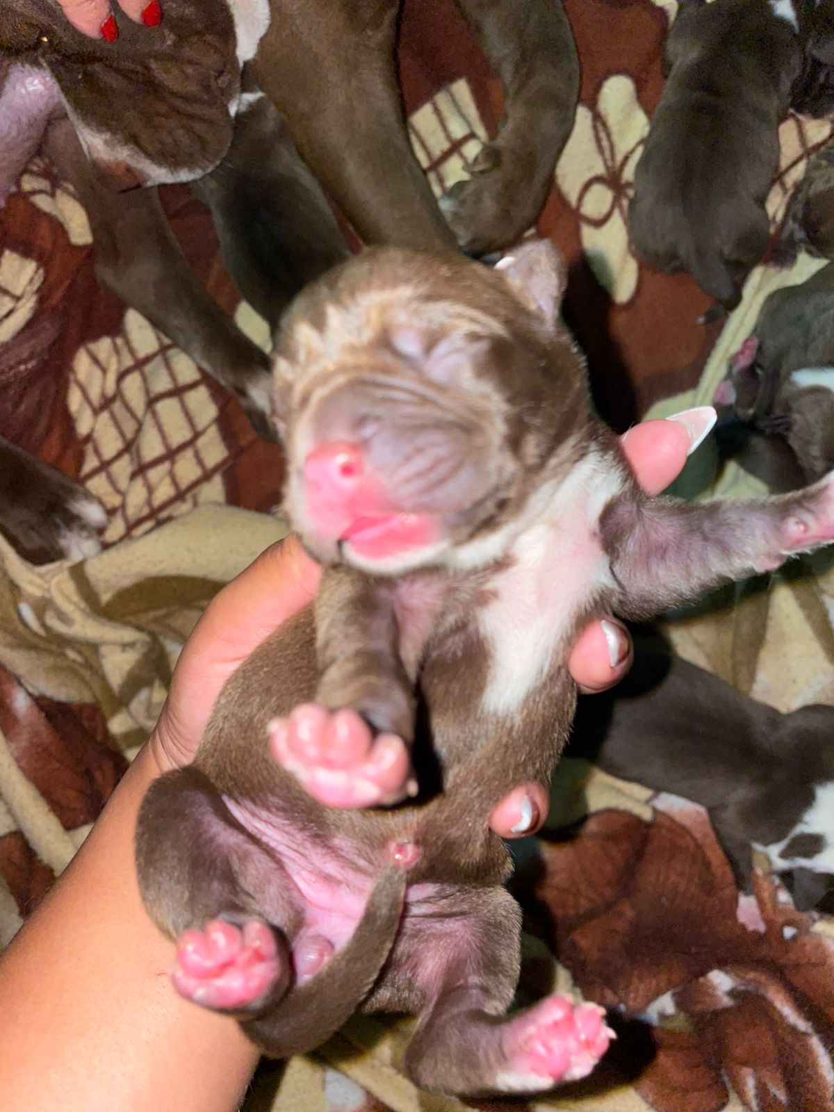 Portal Vendocão Filhote pitbull  Cabo Frio