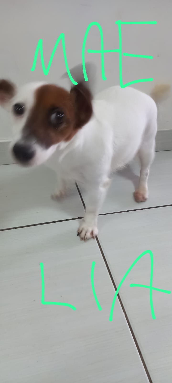 Portal Vendocão Jack Russel Terrier, pêlo longo. Recife