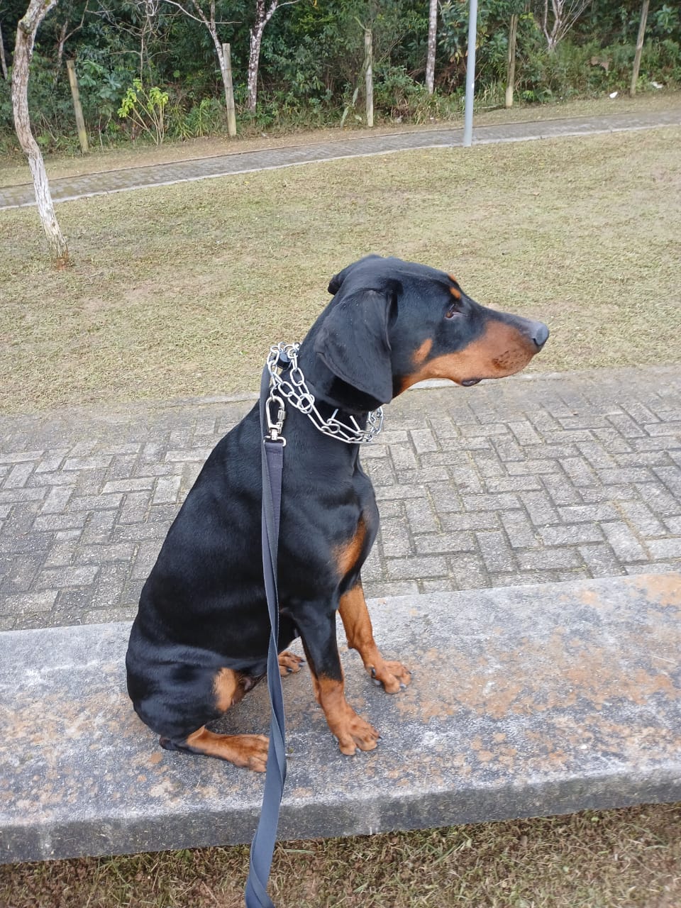Portal Vendocão Cão de Guarda Doberman fêmea  São José