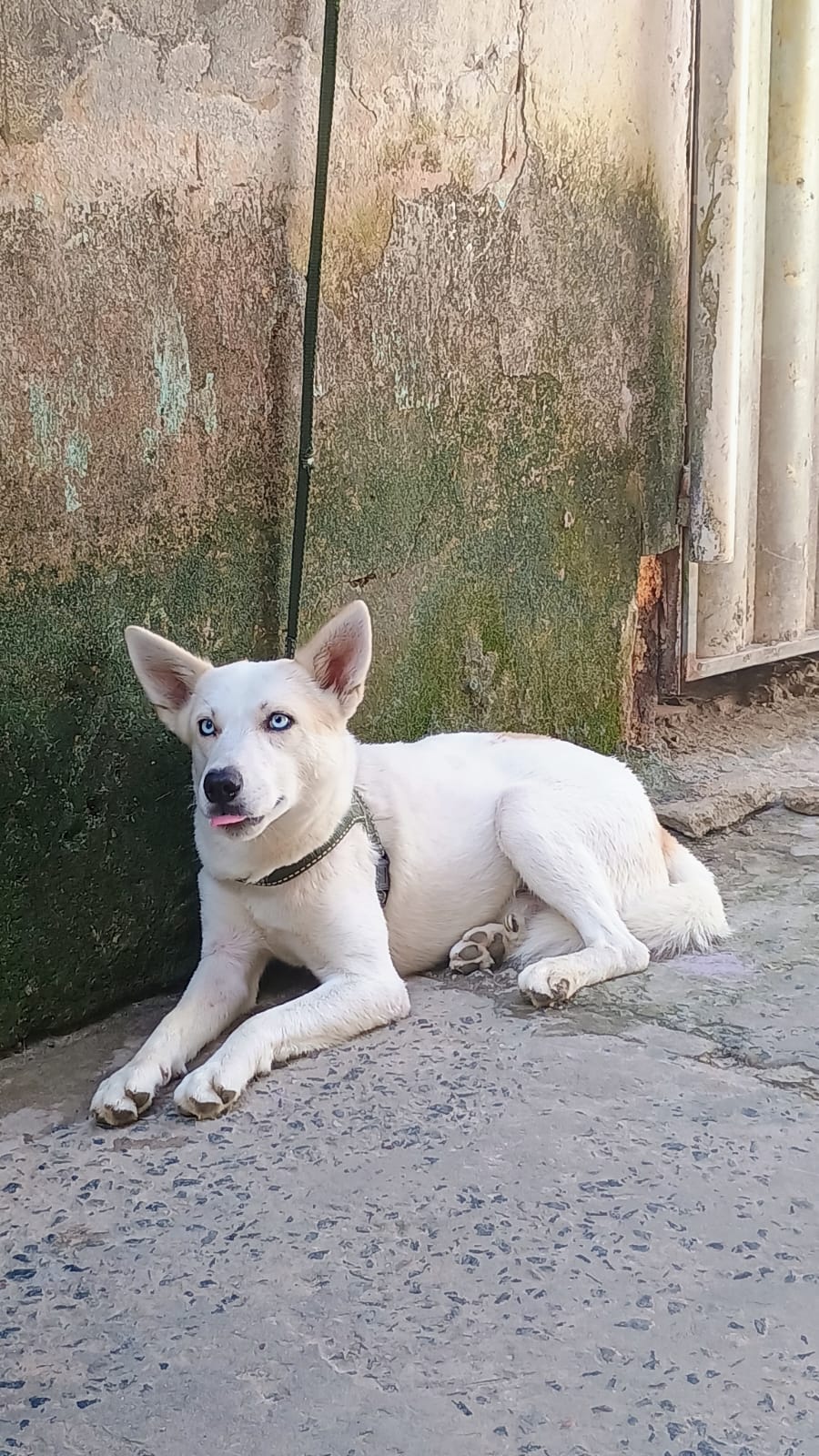 Vendo cão  - Foto 1