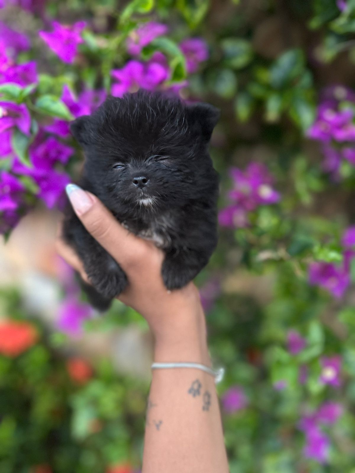 Lindos filhotes de LuLu da pomerânia  - Foto 3