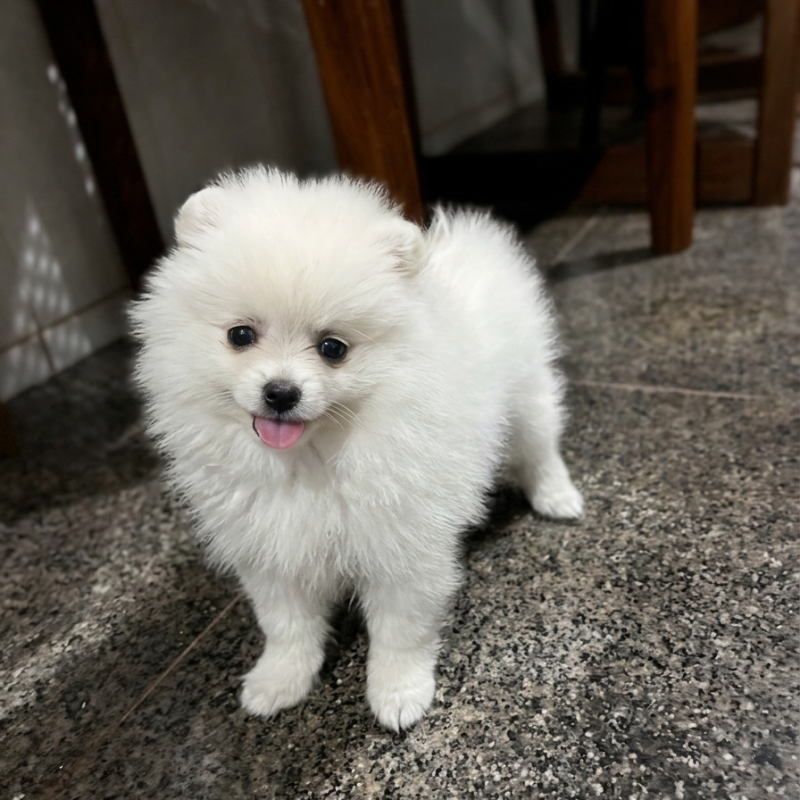 Filhote Lulu da pomerânia - Spitz Alemão Anão