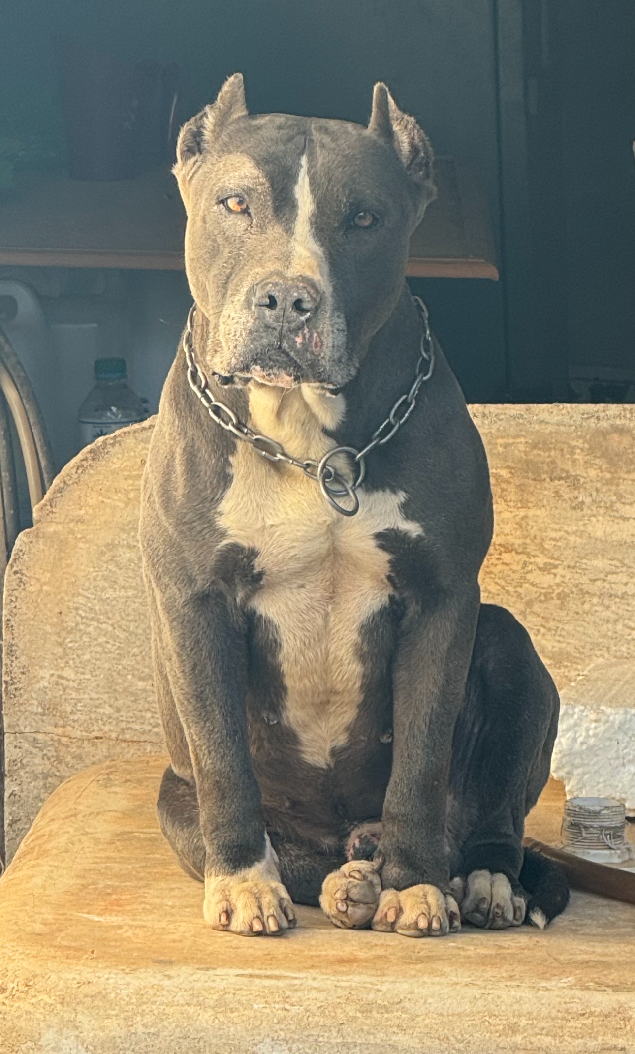 Portal Vendocão American staffordshire terrier  Anapolis 