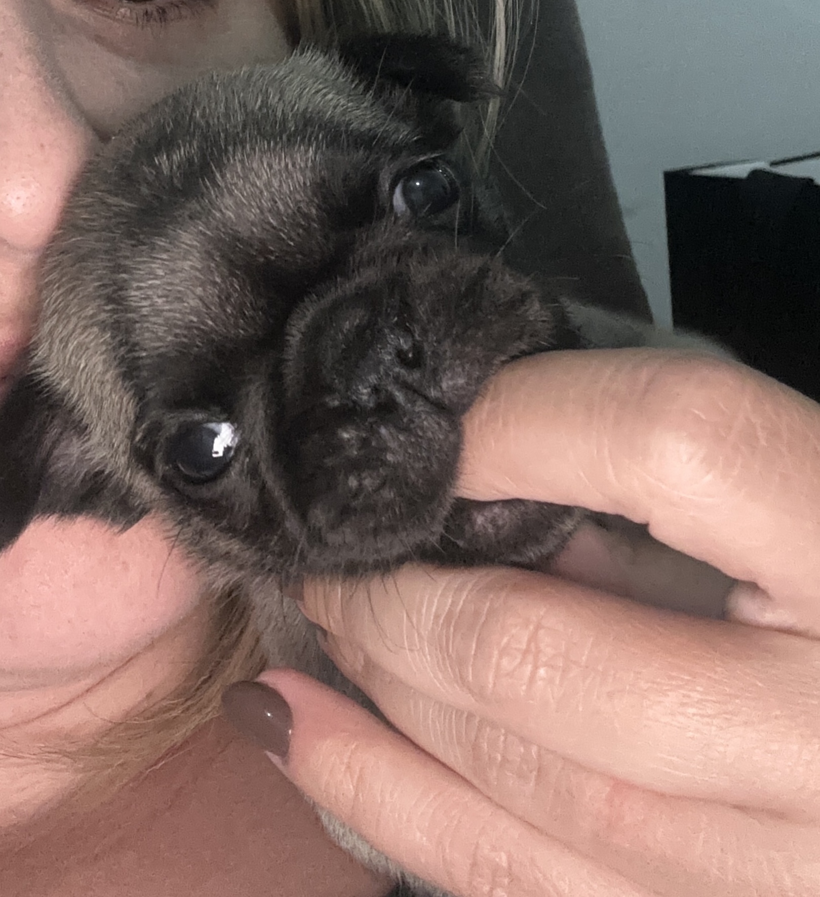 Portal Vendocão Pug fêmea disponível  Senador canedo