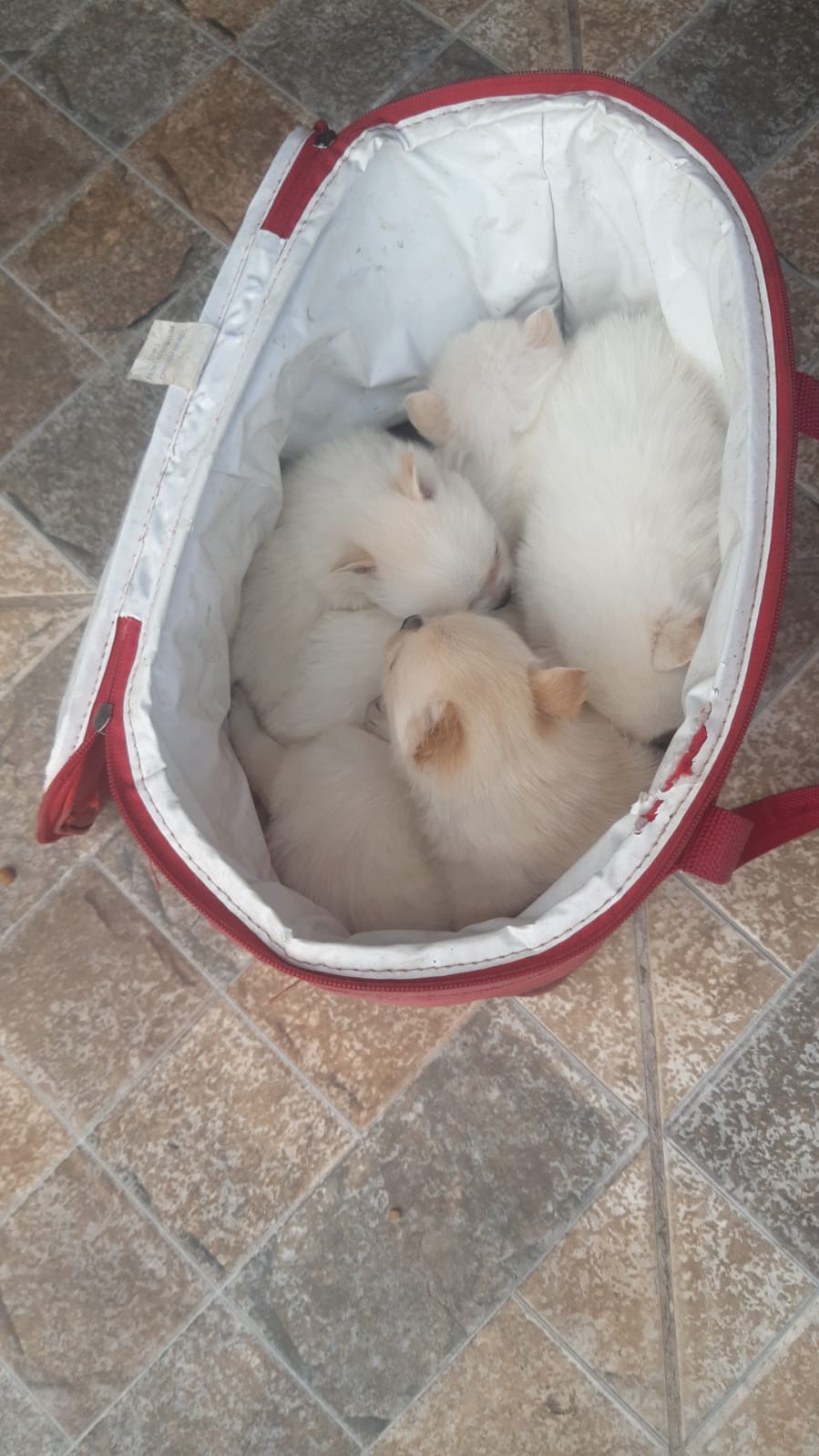 Portal Vendocão Vende se filhotes de lulu pomeirania filhotes legítimo paes no local  Belo Horizonte