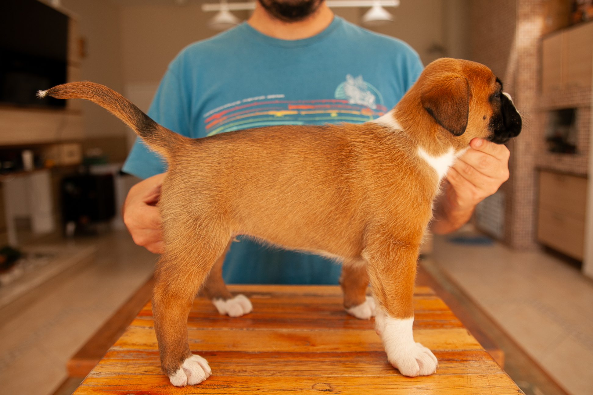 Filhote de Boxer Macho - Thor, criado em família - Foto 2
