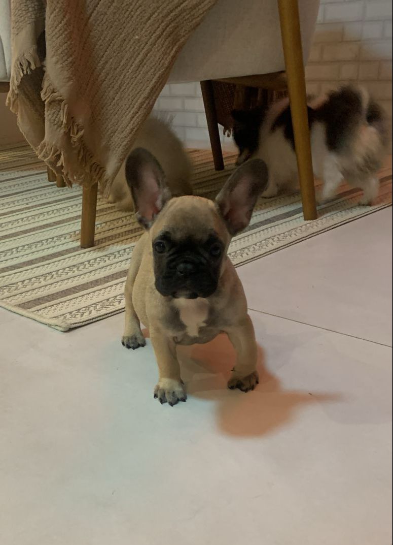 Portal Vendocão Bulldog Frances  Porto Velho 