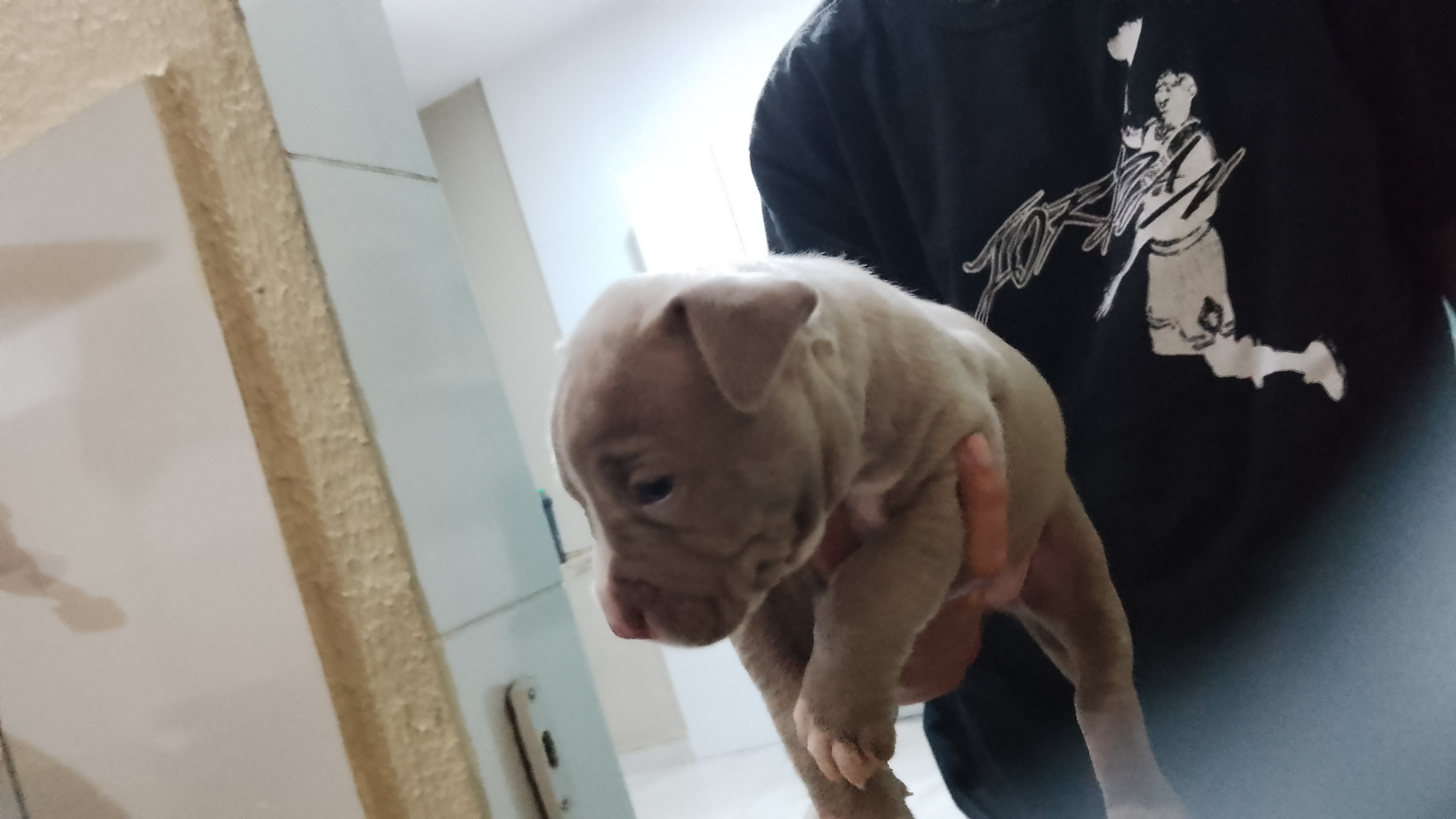 Portal Vendocão Venda de filhotes de Pitbull 4 Rio de Janeiro