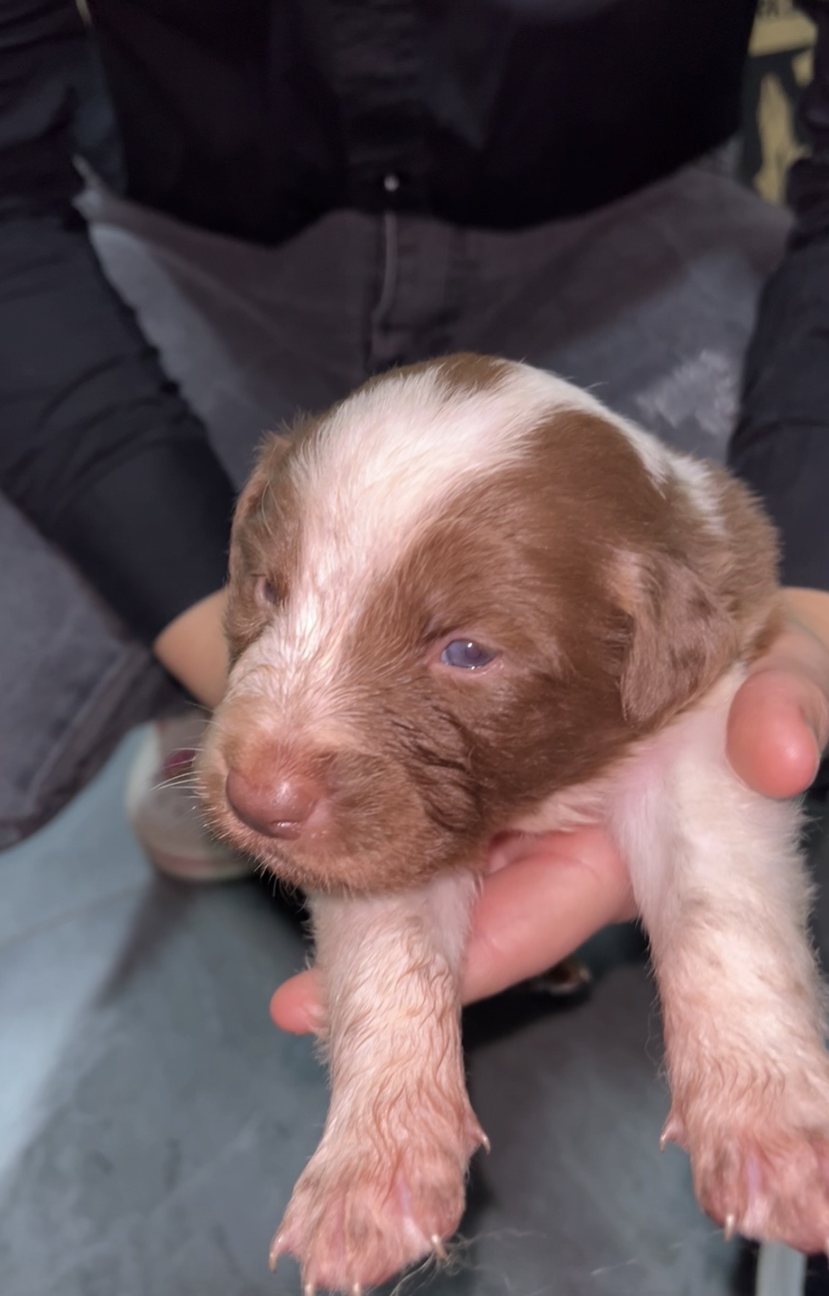 FILHOTES DE BORDER COLLIE DISPONÍVEIS!  - Foto 4