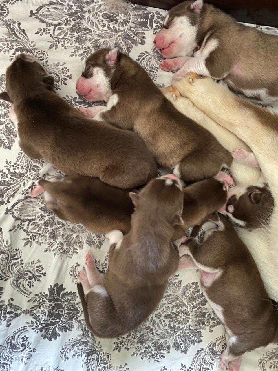 Portal Vendocão 🐾 Filhotes de Husky Siberiano – Machos 🐾 Dourados