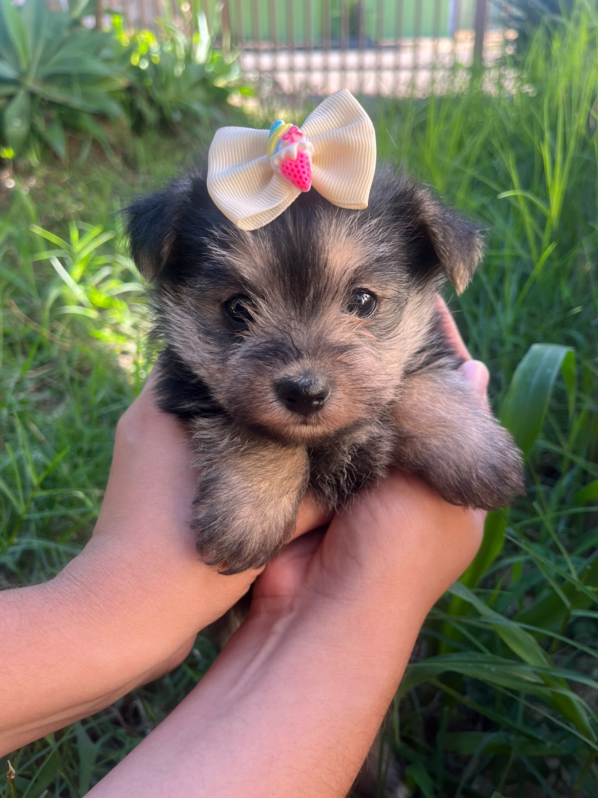 Filhote Fêmea de Schnauzer
