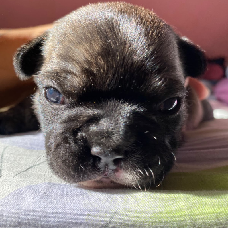 Filhote de bulldog francês - Foto 2