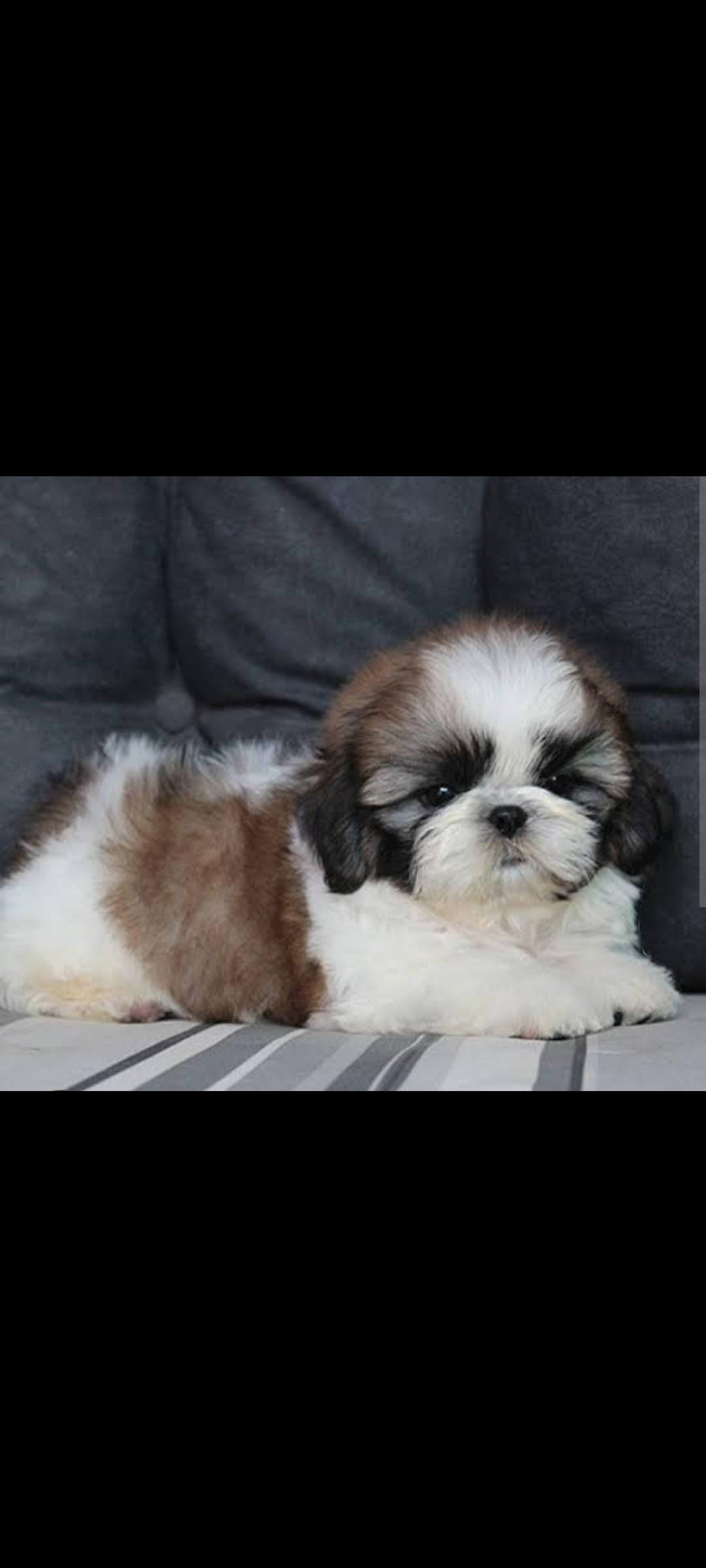 filhotes de Shih Tzu Nova Iguaçu