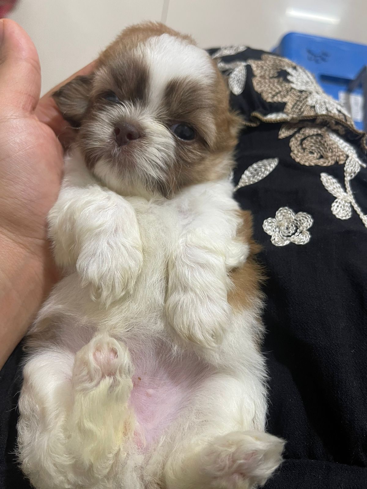 Shih Tzu Fêmea Filhote - Foto 5