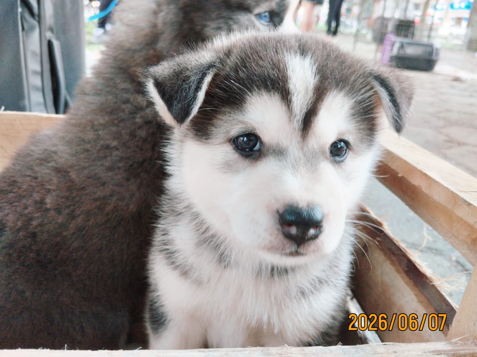 Vendo filhotes de Husky Siberiano 39 dias de nascidos  - Foto 2