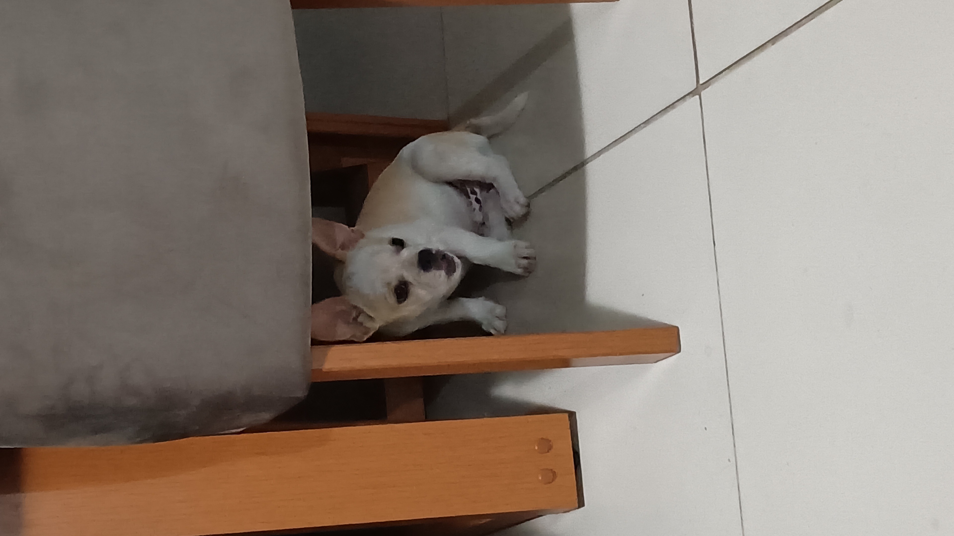 Portal Vendocão Venda  Belford roxo 