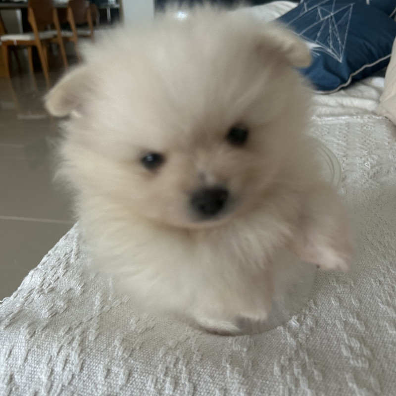 Lindos filhotes de spitz alemão - Foto 4