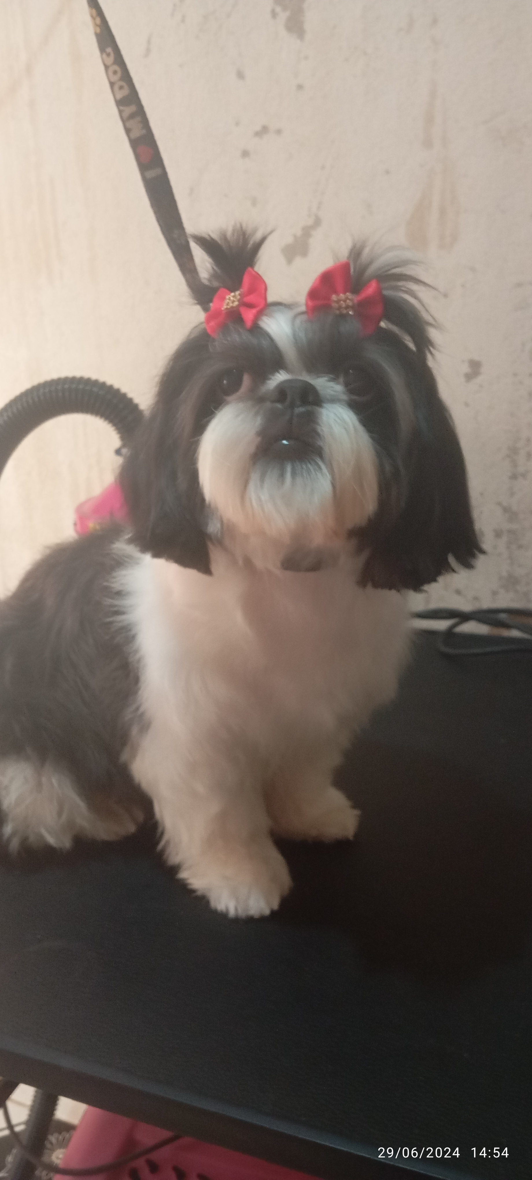 Portal Vendocão Fêmea shihtzu adulta Januaria