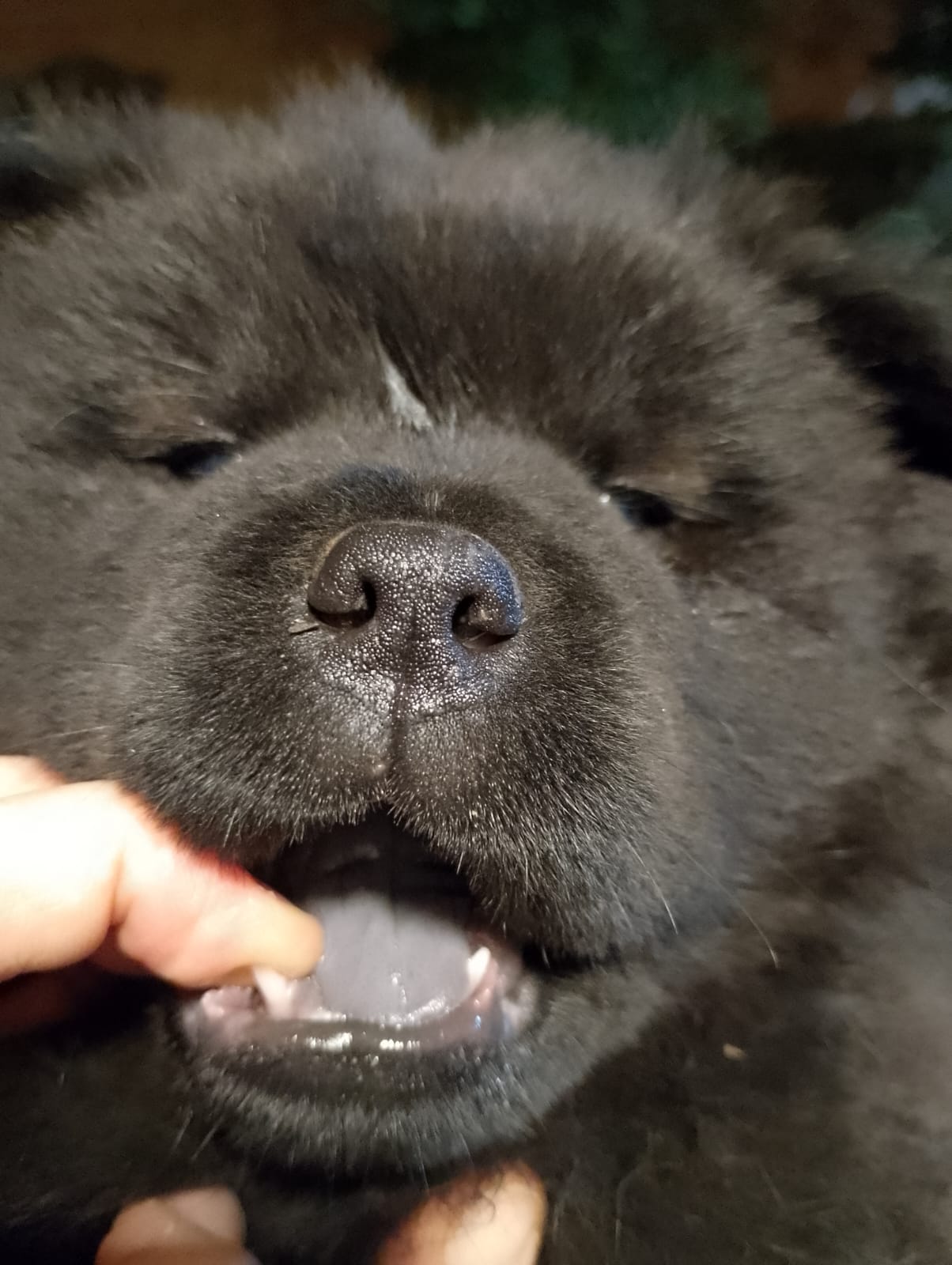 Portal Vendocão Chow chow  Taquara 
