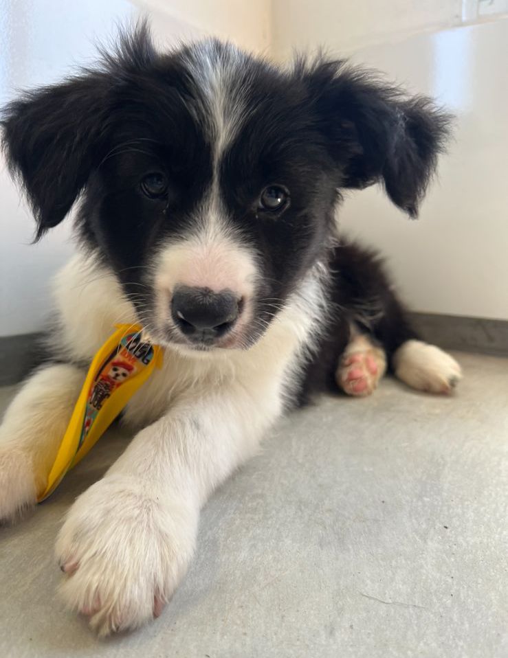 Portal Vendocão Filhotes de Border Collie com microchip e pedigree Recife