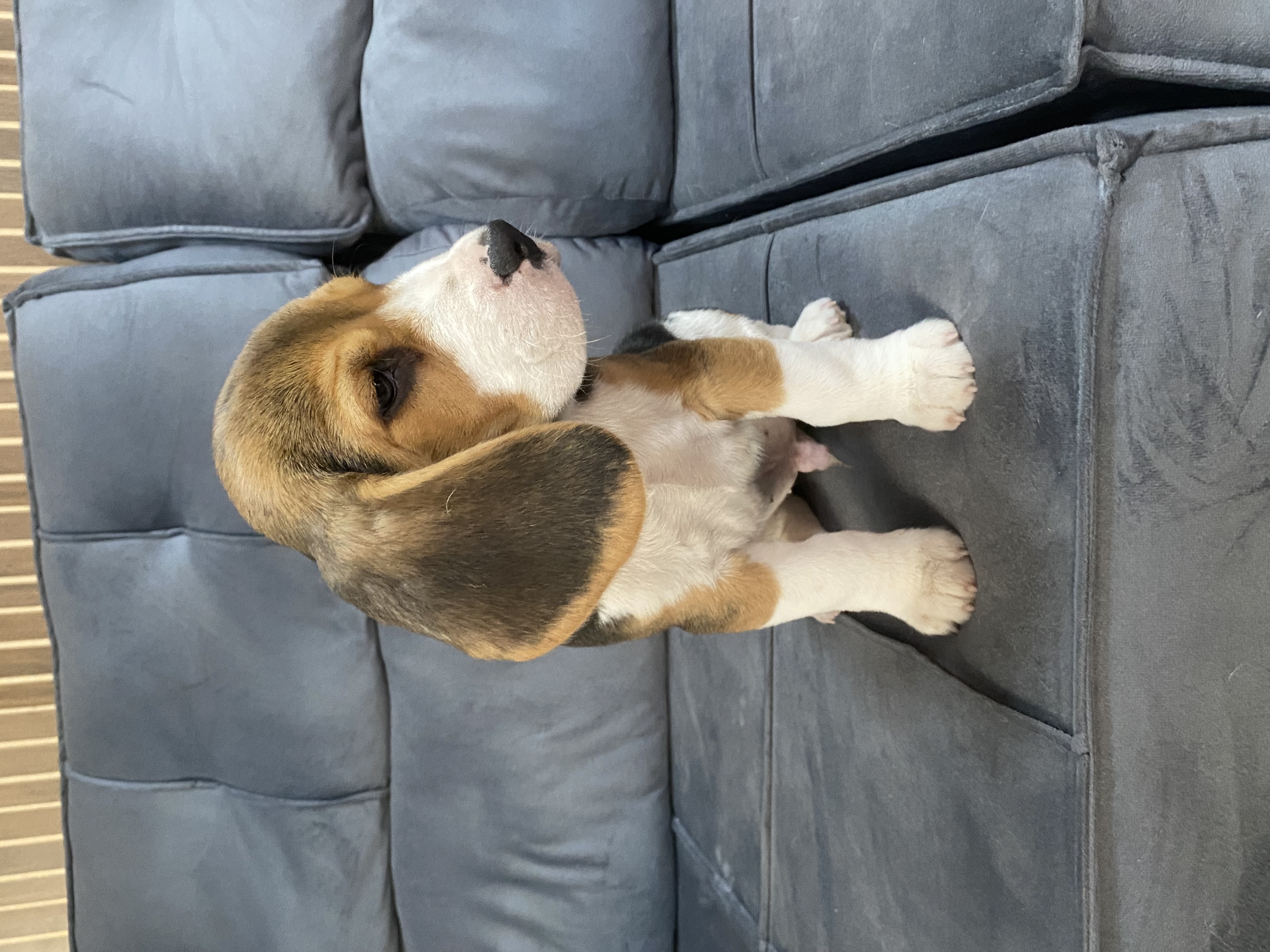 Portal Vendocão Filhote beagle Sapucaia do sul