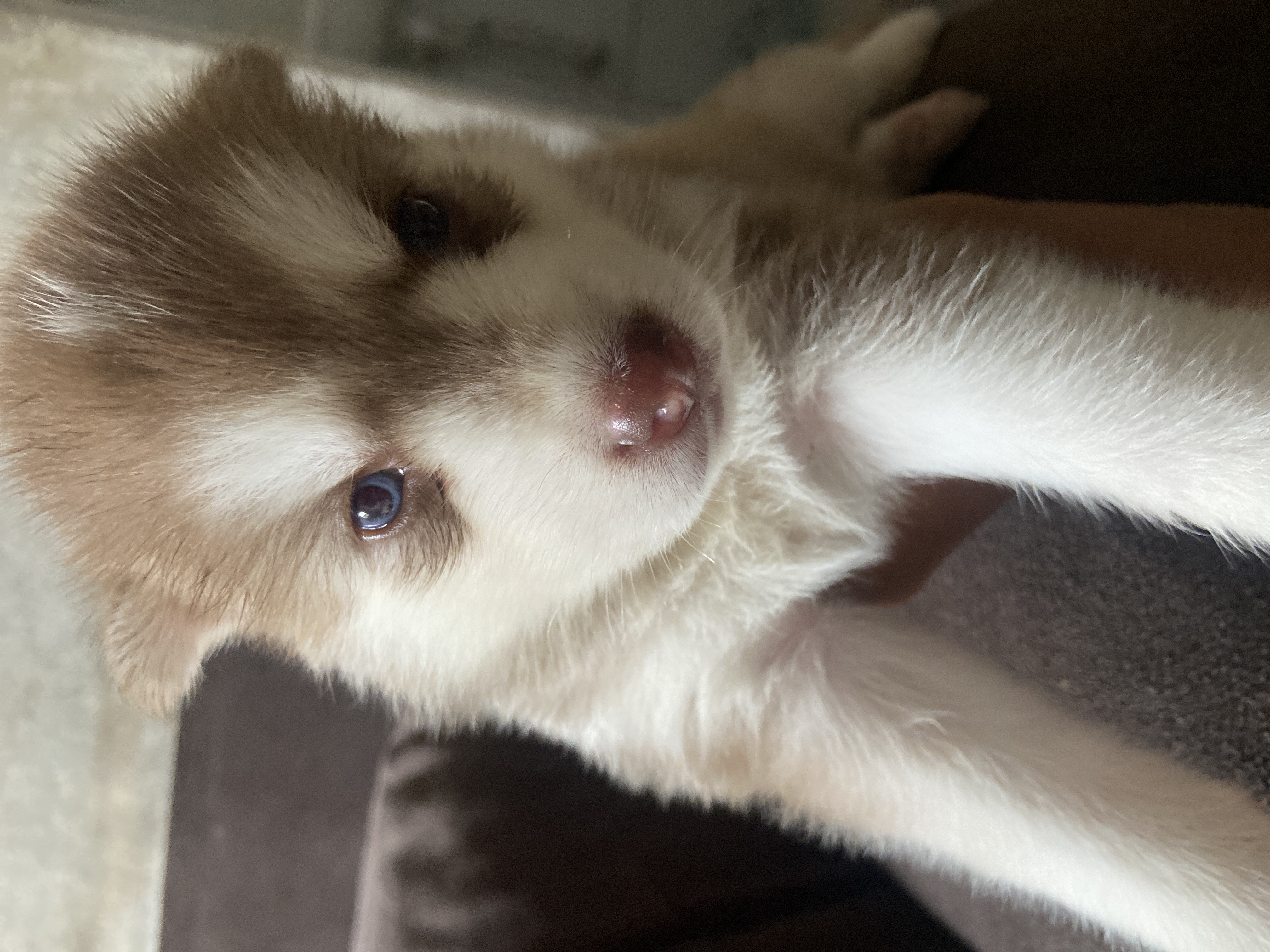 Venda de cachorro - Foto 3