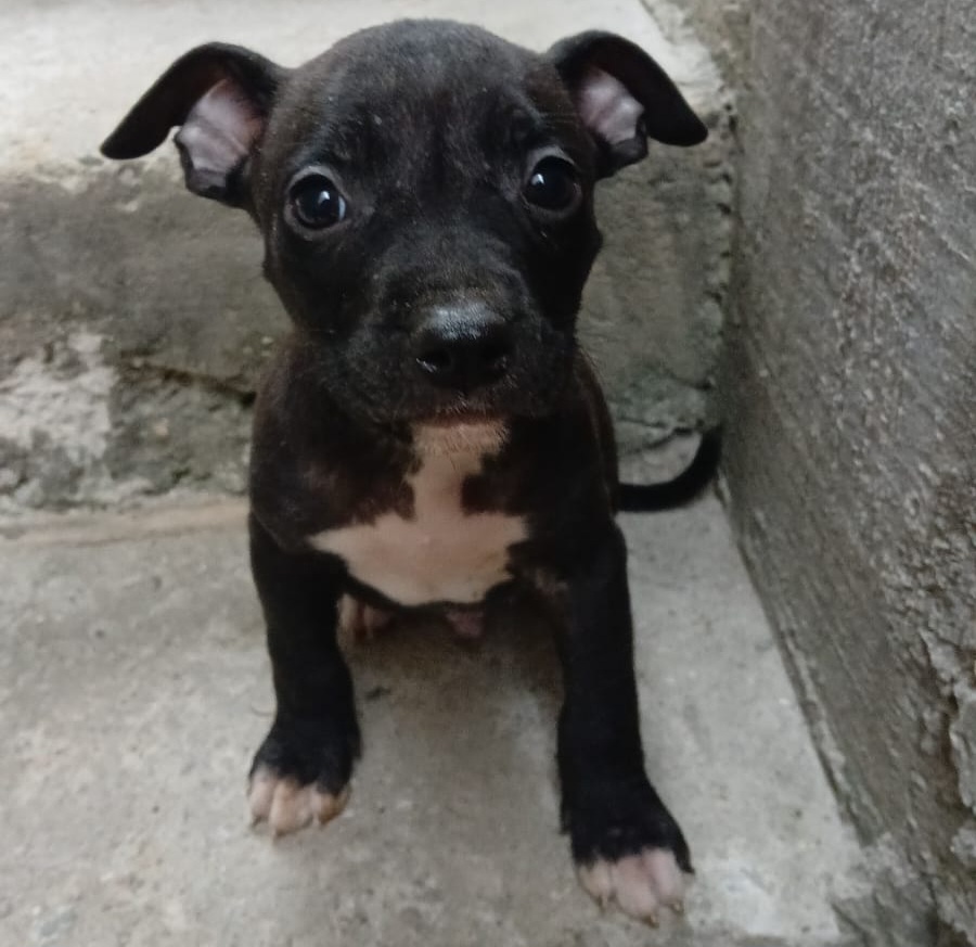 Filhotes de Pitbull  - Foto 2