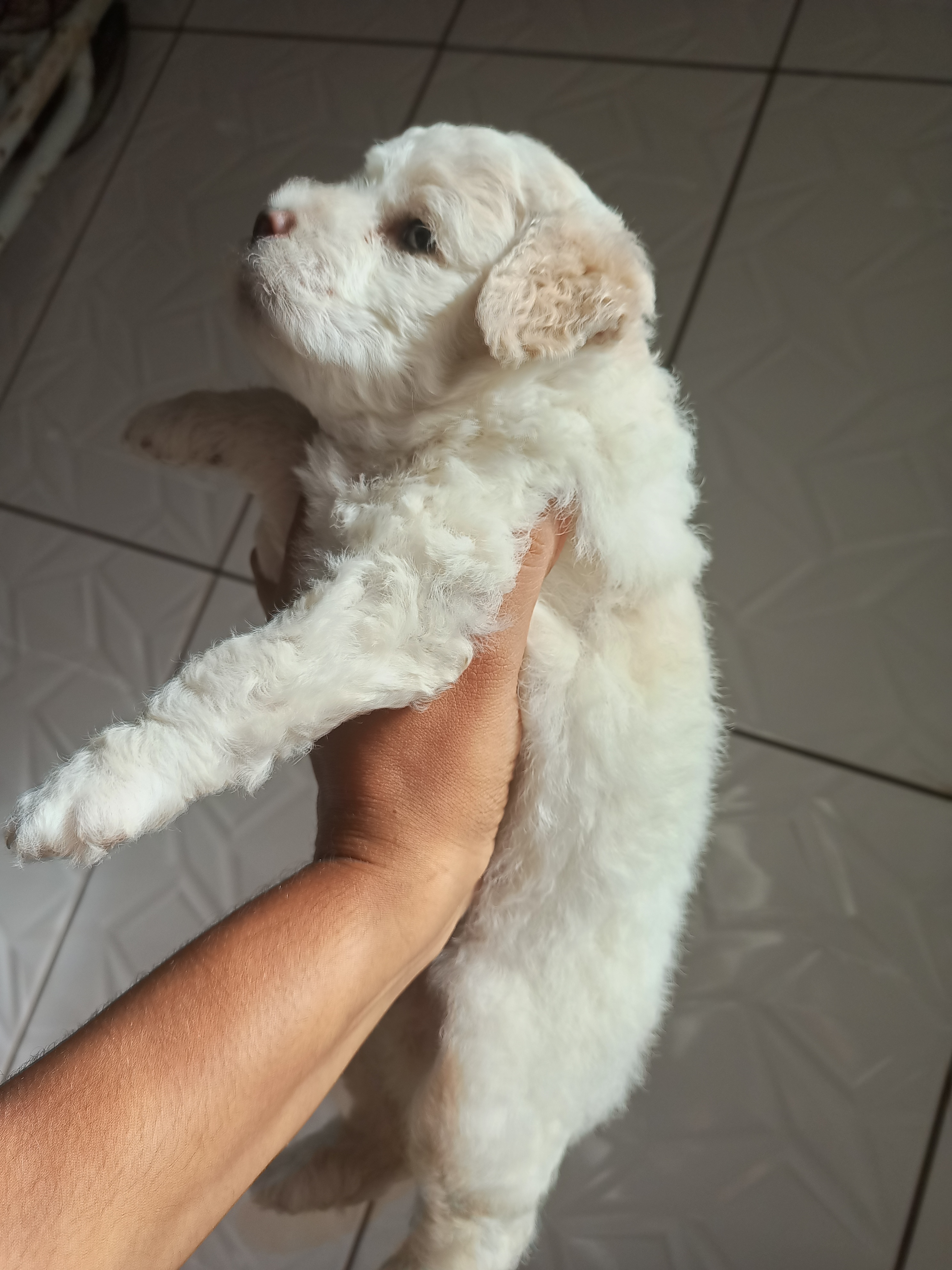 Portal Vendocão Poodle  Salvador