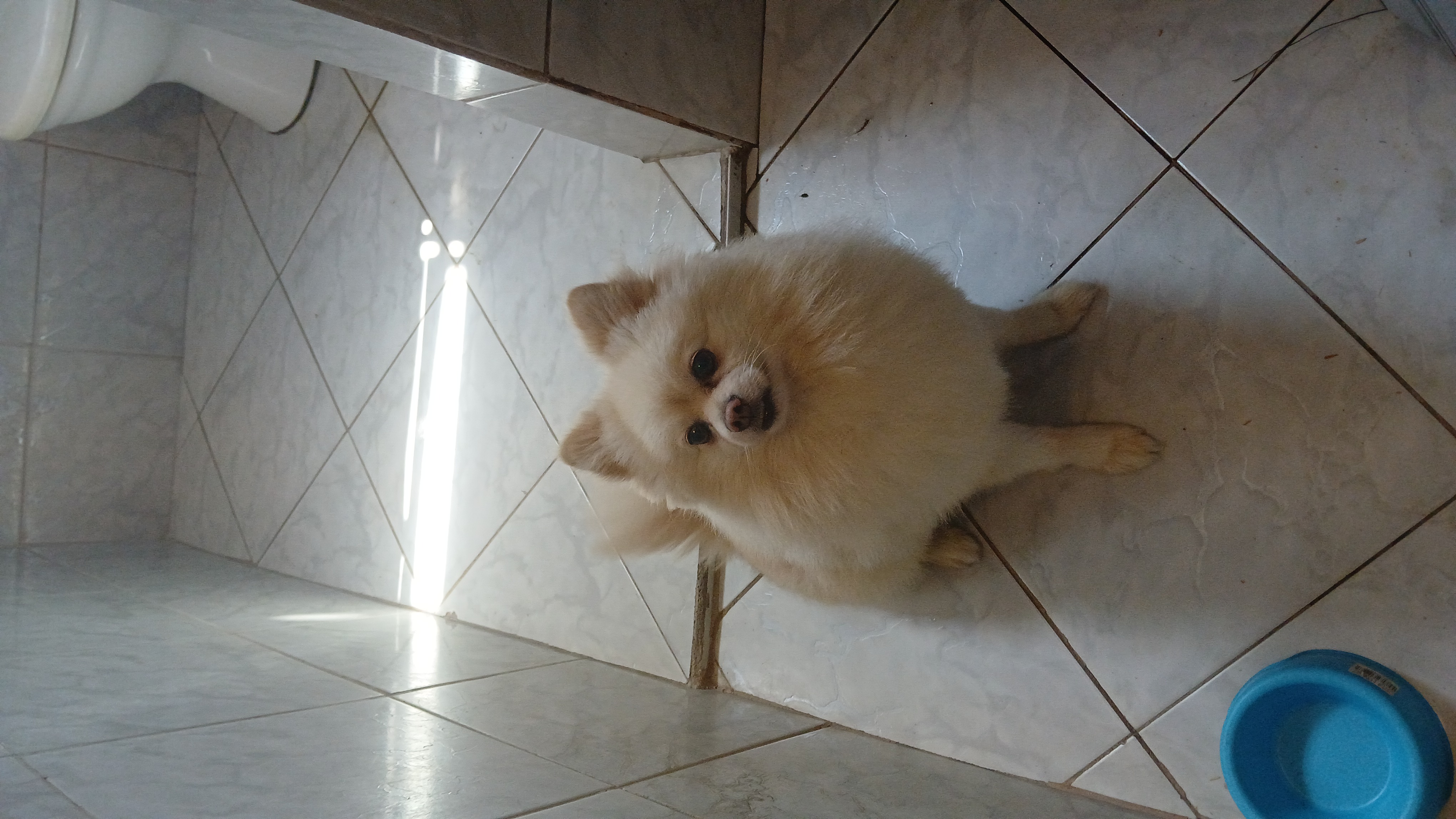 Spitz alemão Anão Pedigree (lulu da pomerania) - Foto 1