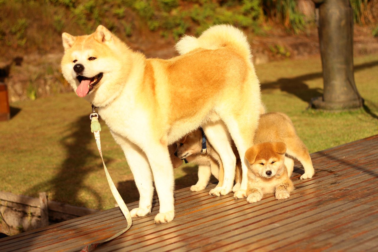 Portal Vendocão Filhotes de Akita Inu Salvador 