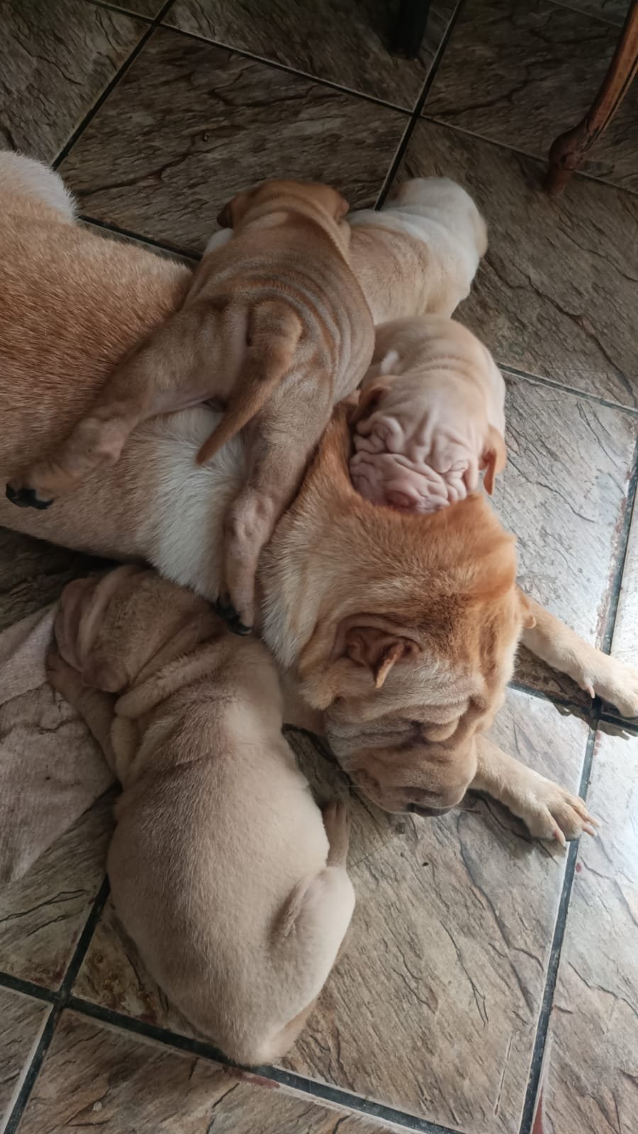 Filhotes de Shar-pei  - Foto 4