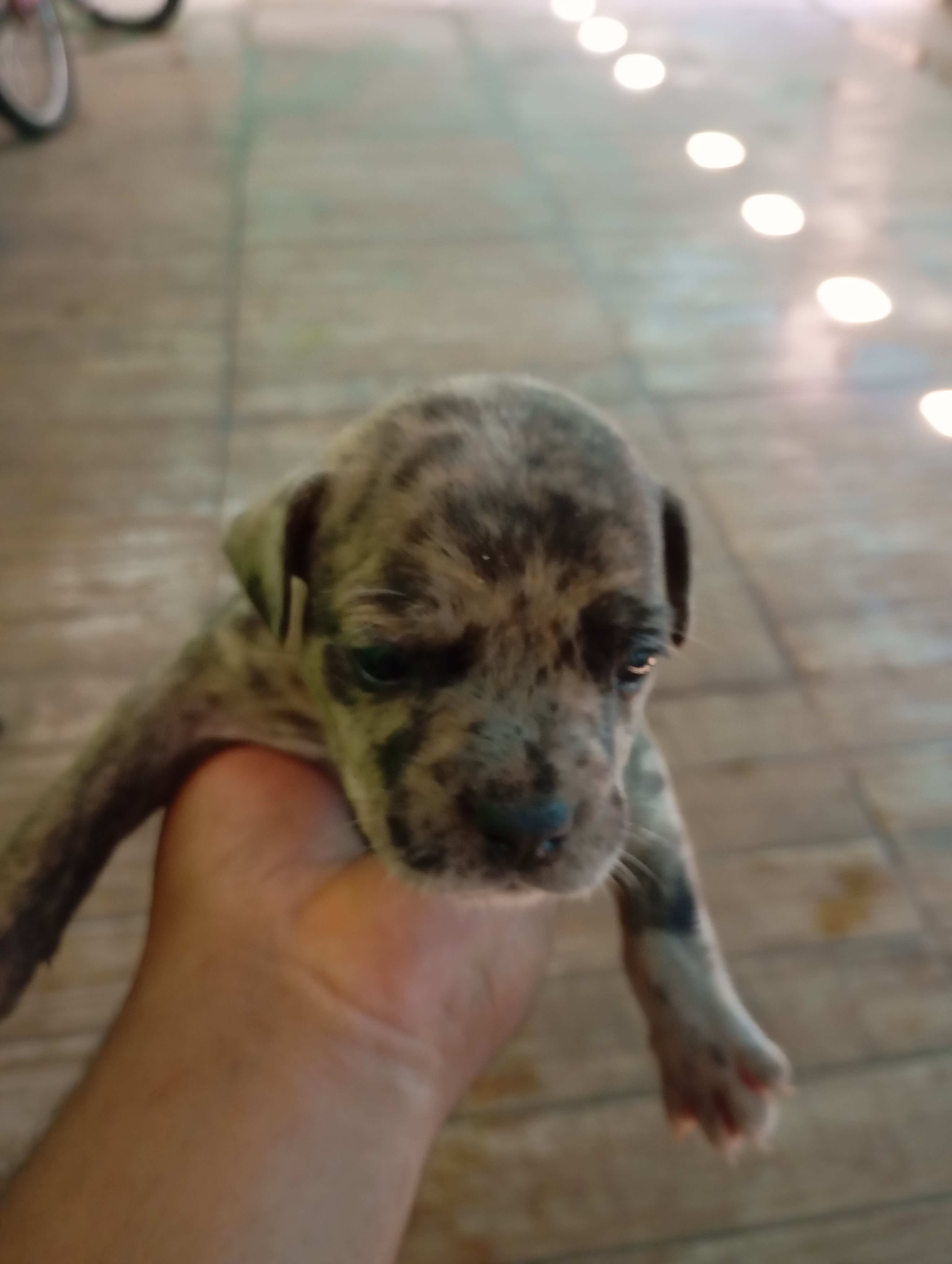 Portal Vendocão Vendo filhote de Bull dog francês com American Bully  Senador Canedo