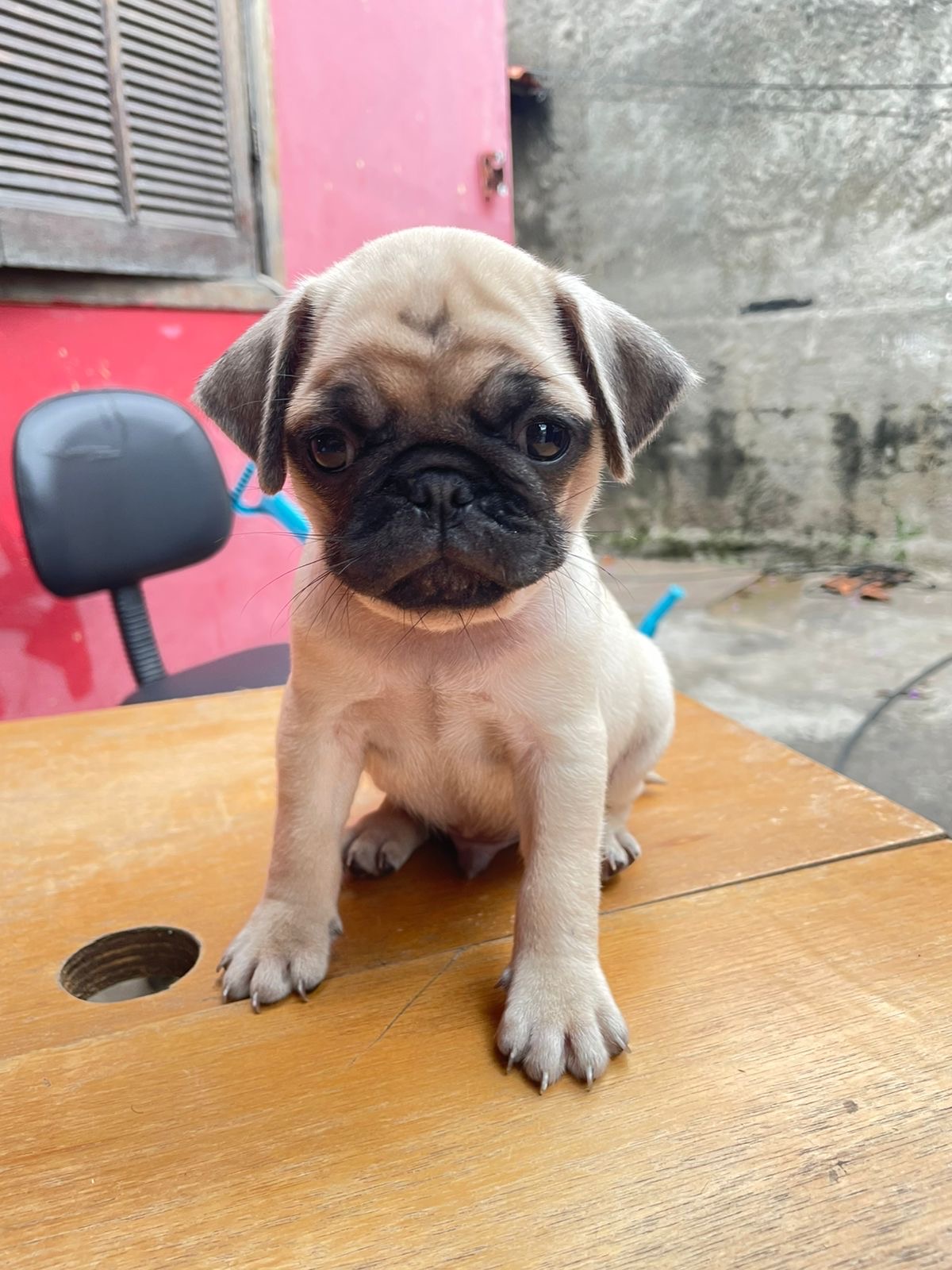 Portal Vendocão Vende- se filhotes de pug Belo Horizonte 