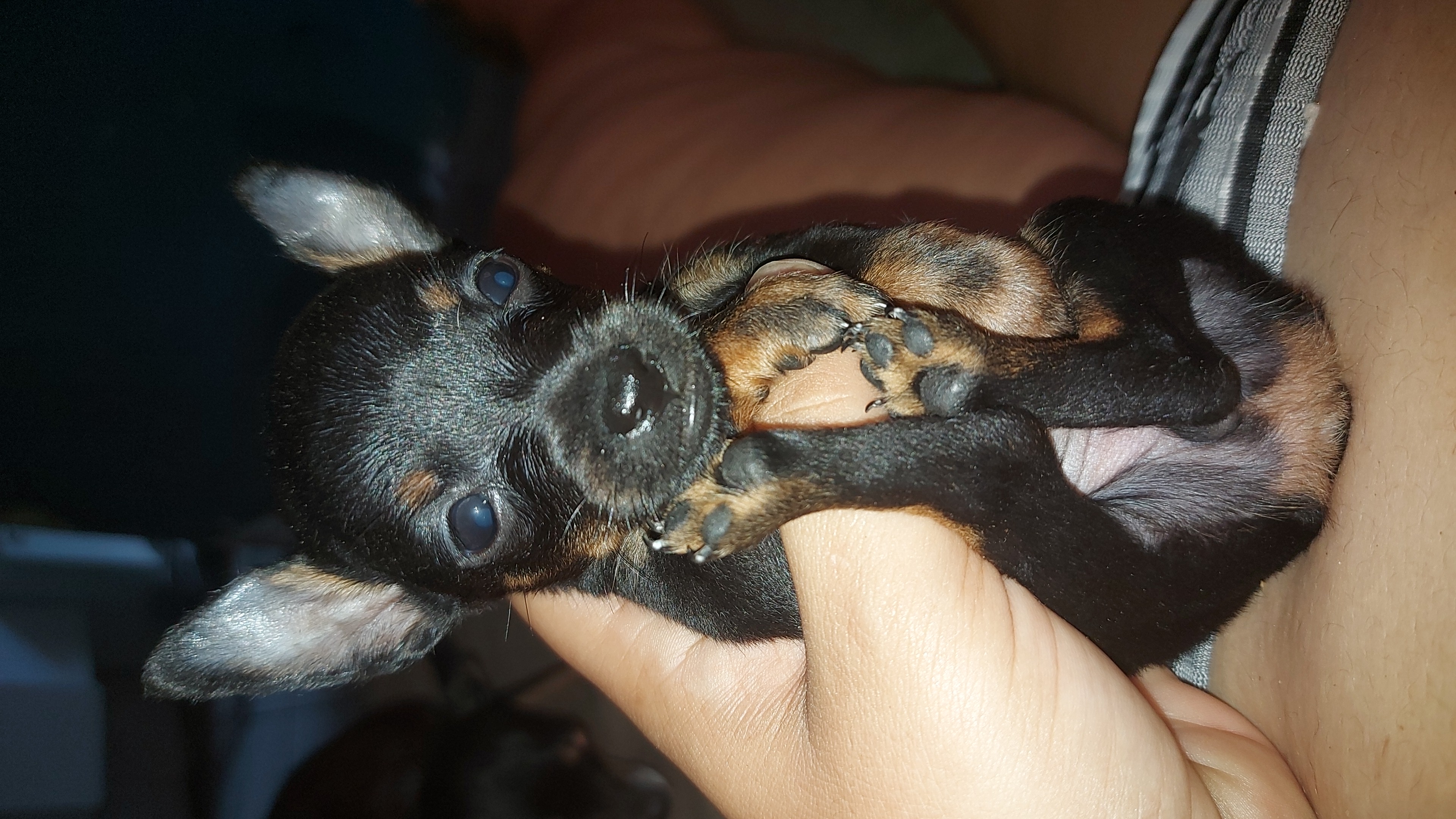 Portal Vendocão Pinscher n:1 macho  Serra