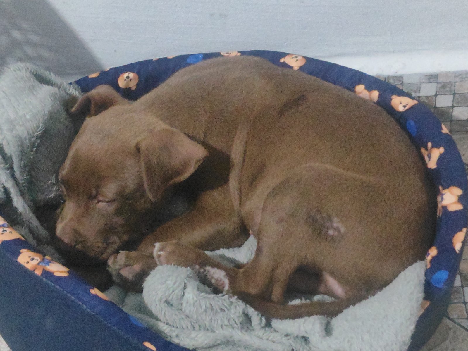 Filhote American Pitbull Terrier 2,5 Meses - Foto 2