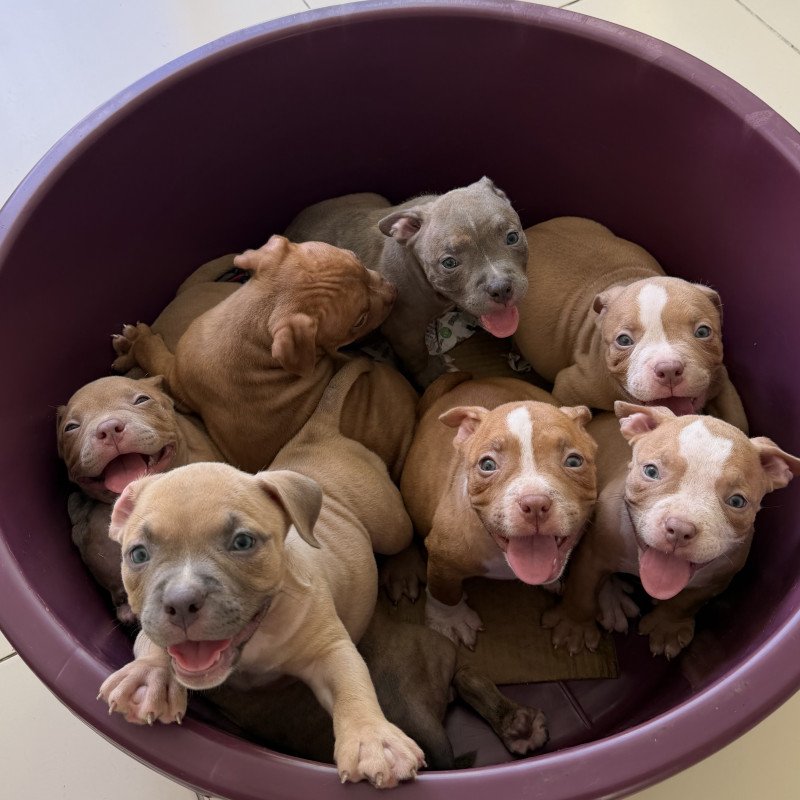 AMERICAN BULLY VACINADOS E VERMIFUGADOS COM PEDIGREE EXCELENTE GENÉTICA