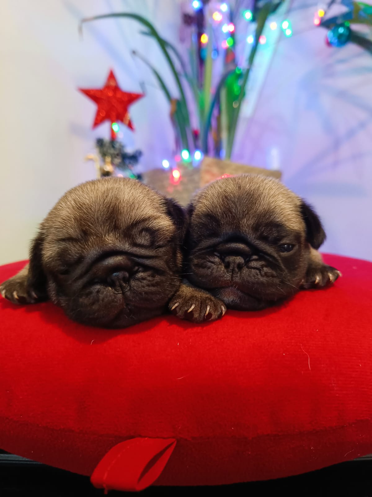 Portal Vendocão Pug Uberlândia mg