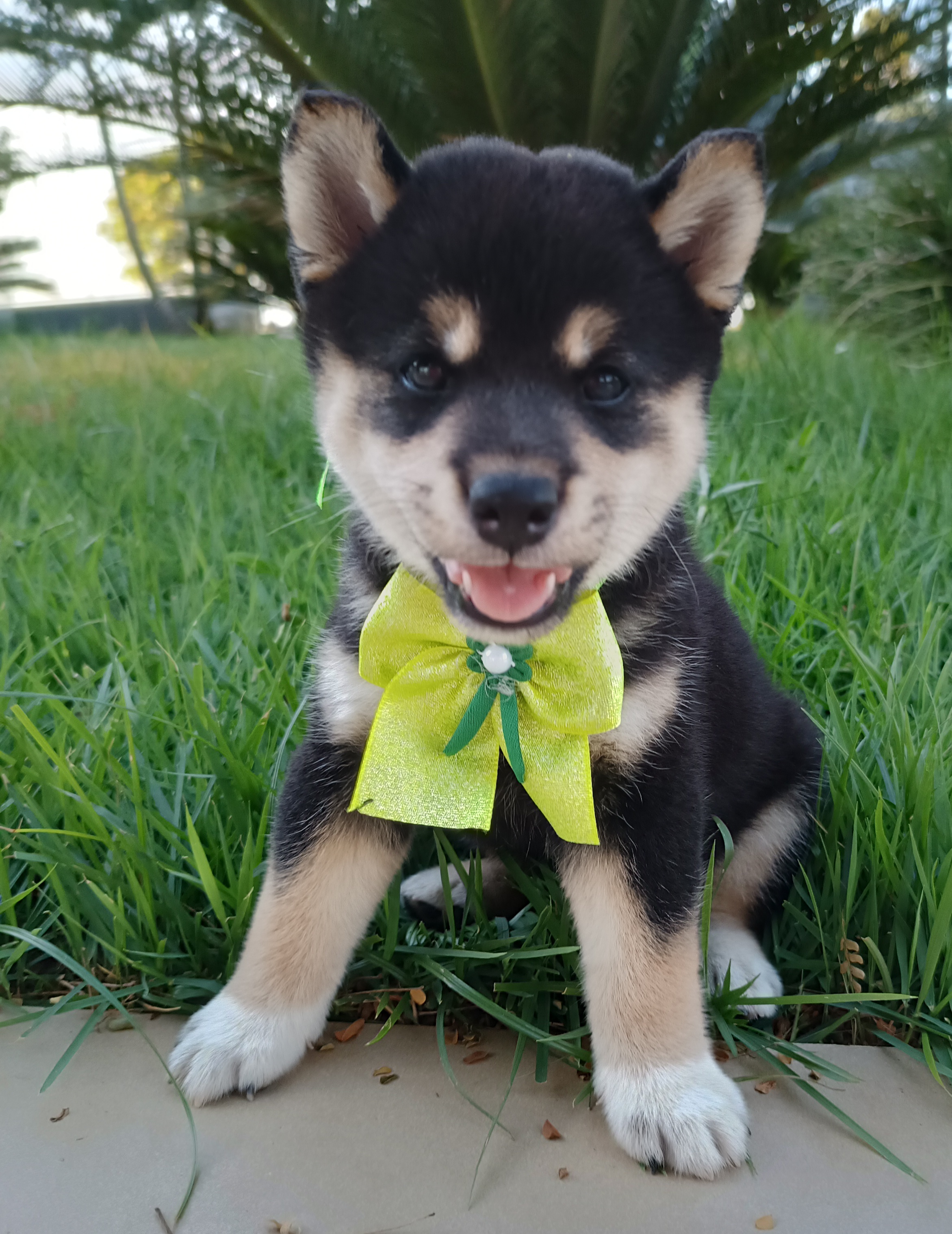 filhotes de Akita Inu Mundo Novo 