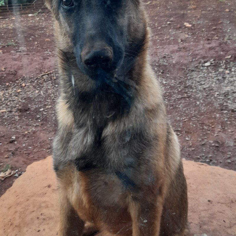 PASTOR BELGA MALINOIS FÊMEA