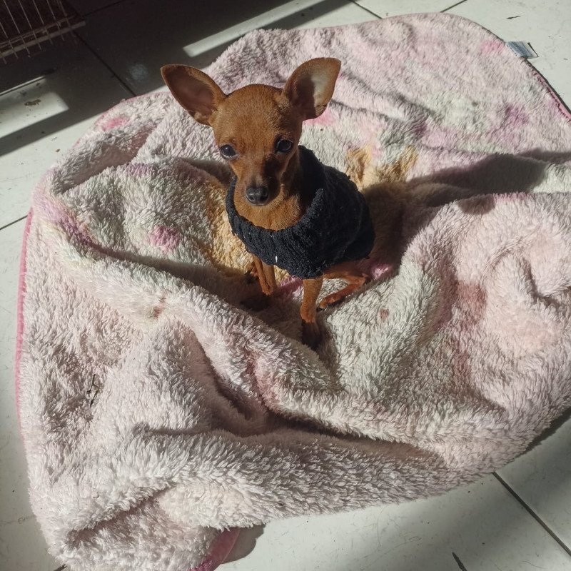 Fêmea de Pinscher - Foto 3
