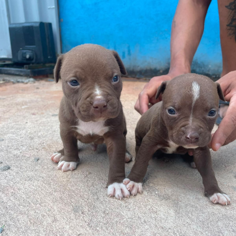 Filhotes de American Staffordshire (amstaff) - Foto 2