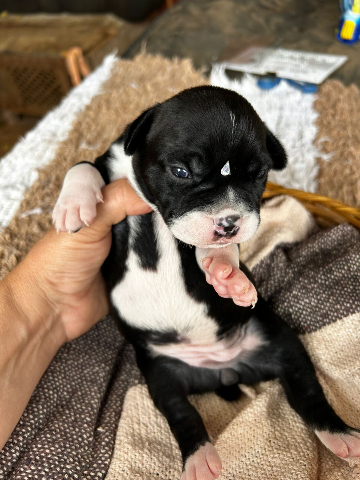 Portal Vendocão American bully barato  Juatuba