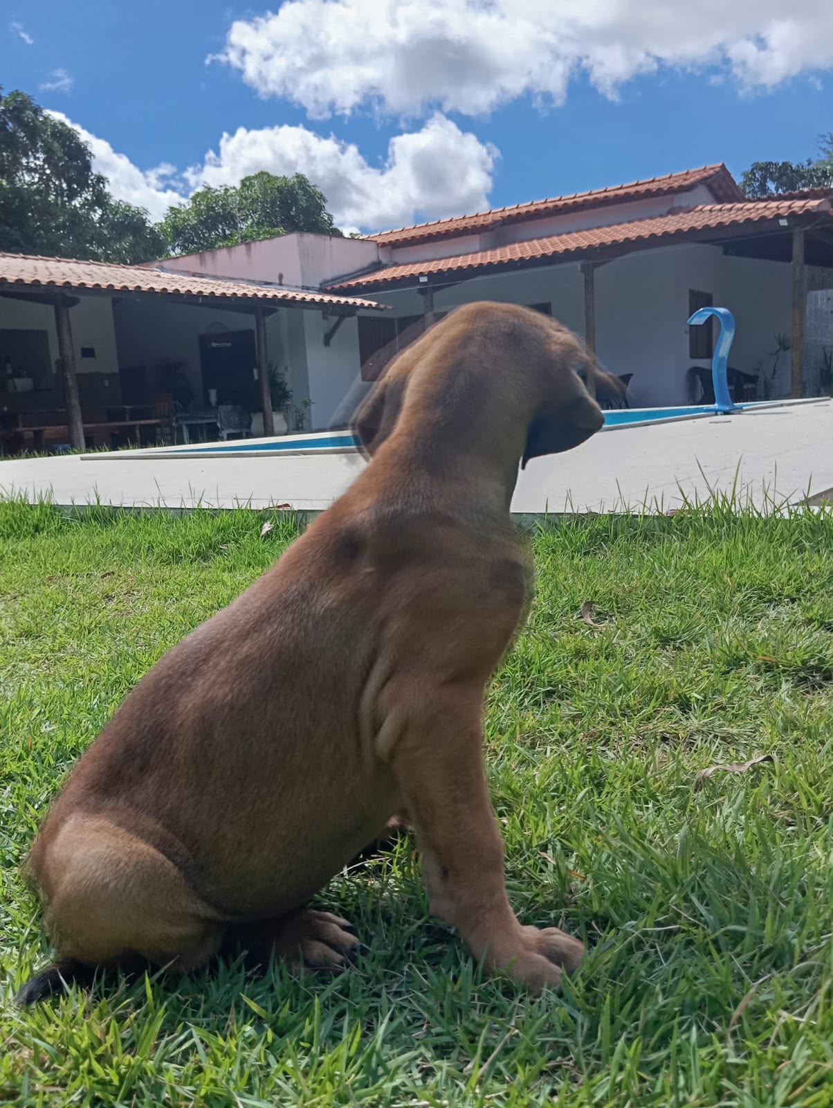 Filhote Macho Fila Brasileiro - Foto 3